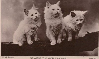 Tiere Postkarte - Haustiere, drei Katzen, Kätzchen, oben über der Welt so hoch RS41121