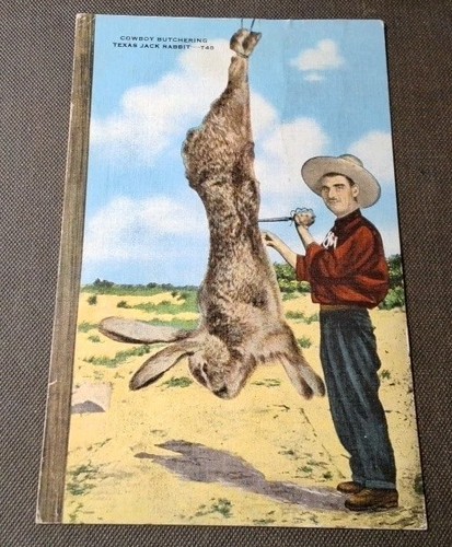 3 Postcards Cattle Punching on Jack Rabbit /Texas Jack Rabbit /Rocky Mt. Canary - Picture 3 of 5