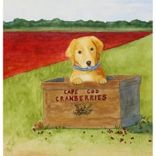 CAPE COD BOG DOG By Kate Walls & Kate Walls