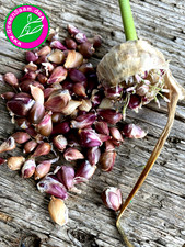 LJUBASCHA KNOBLAUCH BULBILLEN 15+ Burtkn&ouml;llchen &hearts; einfach in die Erde stecken