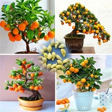 25 Dwarf Tangerine Mandarin Orange Citrus Fruit Bonsai Tree Seeds Easy Grow !