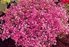 1 oz Baby  s Breath, Carmine Flower Seeds Gypsophila elegans Apprx 23,000 Seeds 