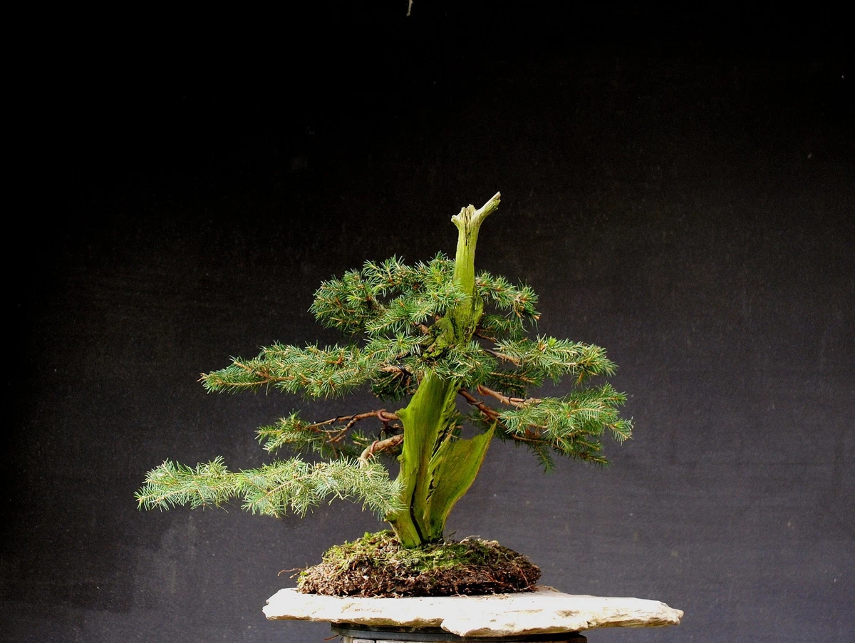 dracena janet craig care Dracaena 'Janet Craig Compacta' cut back 10