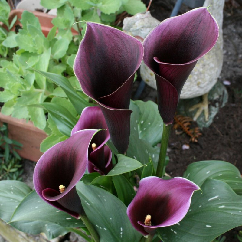Bulbo de Cala Purpura Carusso Zantedeschia Flor de Lirio de Agua