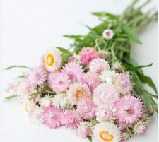 Strawflower 'SILVERY ROSE 'seeds