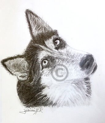 #ad #ad Husky dog pencil drawing art print A4 signed Siberian Husky limited edition $29.00