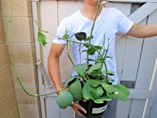 Hoya Kerrii Sweet Heart Hoya