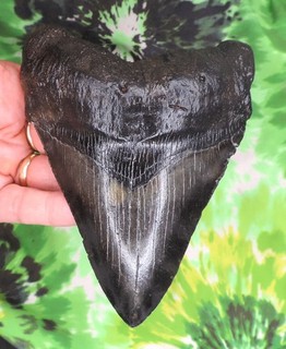 Megalodon Sharks Tooth 5 7/16" inch NICE fossil sharks teeth tooth