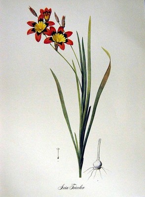 Alter Vintage Druck Blumen 1982 Axia Tricolor rot gelb Pflanze grüne Knolle 20.