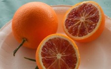 Grafted Dwarf TAROCCO Blood Orange Citrus Tree Citrapot Ship UPS Overnight