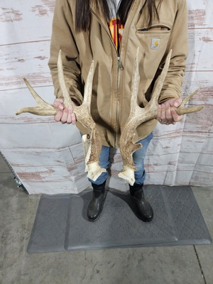 #ad #ad Wild 11 Point Whitetail Deer Antler Rack Horn Broken Plate Set Man Cave 121quot; $65.00