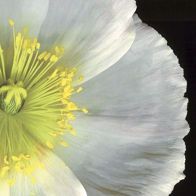 Díptico blanco 48"x24" por PIP BLOOMFIELD MARGARITA PRIMEROS PLANOS FLORES FOTO LIENZO Foto 3 de 4