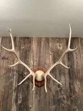 Bull Elk Panel Mount Antlers Taxidermy 