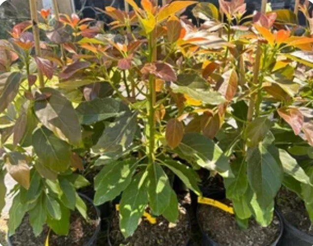 Árbol de aguacate injertado Super Hass de 2-3 pies de alto resistente al frío. Envío a CA y Pr. Fotos reales Foto 3 de 3