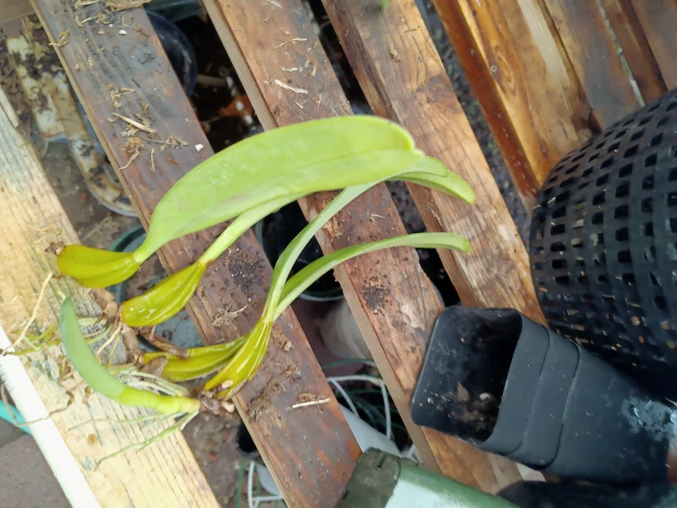 BULBOPHYLLUM  rothschildianum 'RED CHEMMEY' - Image 4 of 4