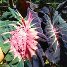 Colocasia Bulb Nirmala New Hybrid Tuber (Includes All Import Duties And Taxes)