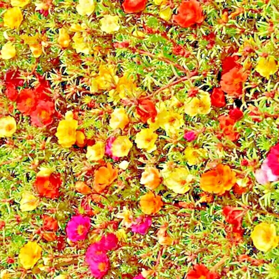 4000+ SEMILLAS DE ROSA MUSGO 🌺 | MEZCLA DE COLIBRÍ GRANDIFLORA | FLORES DOBLES ENVÍO GRATUITO Foto 4 de 4