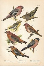 Stampa antica UCCELLI VERZELLINO CIUFFOLOTTO CROCIERE 1927 Antique print