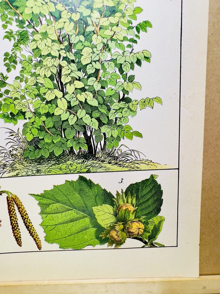 ANTIQUE POSTER HAZELNUT TREE NATURE POSTER PICTURE ILLUSTRATION 1882 BOTANY P... - Image 4 of 4