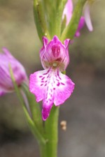 Dactylorhiza iberica, Krim-Knabenkraut, winterharte Orchidee, 200 Samen