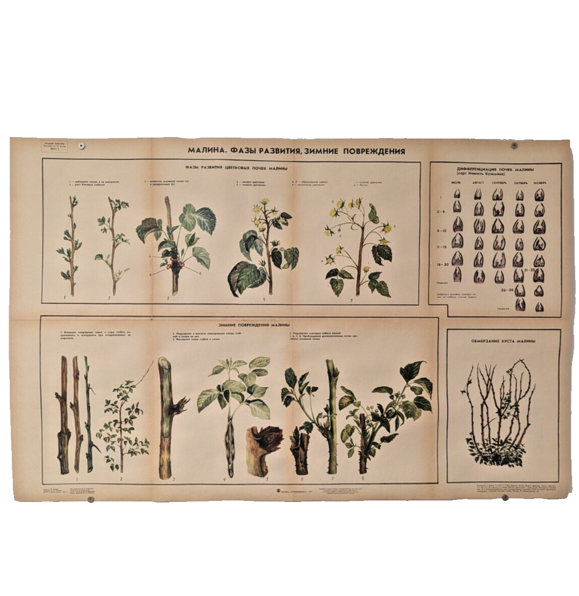 🌻 Plant Vintage Poster 1985 🌿 Soviet Boho Style 🌳 raspberry growing process