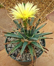 Leuchtenbergia Principis, exotic agave cactus rare succulent plant seed 50 SEEDS