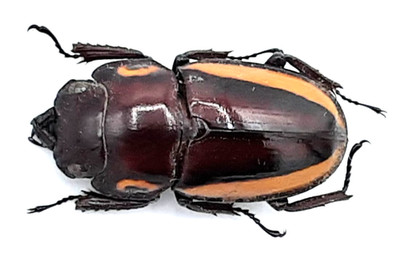 Lucanidae, Prosopocoilus bison cinctus, female, A1, 24 mm, Yapen Isl. , #LP177