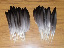 30 MALLARD DUCK QUILL WING FEATHERS,FLY TYING 5"to 7" ,MILLINERY,HAIR