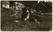 Dog at farm Vintage Photo Postcard