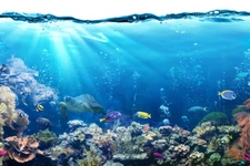 Tropical Fish Ocean Reef Turtle Nature Photo Poster 18x12