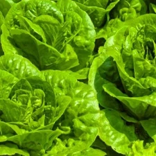 Tom Thumb Lettuce Seeds | NON-GMO Lettuce Seeds | Fresh Heirloom Garden Seeds