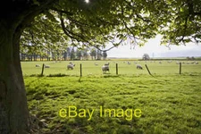 Photo 6x4 Grazing near Rowley Manor Little Weighton Sheep in a field clos c2012