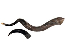 Yemenite Shofar Kudu Horn Set XL 30-35 Kosher Made Judaism Isreal