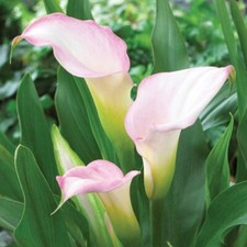 2 - CRYSTAL BLUSH Calla Lily Live Flower Plant Bulbs  A GORGEOUS CLASSIC