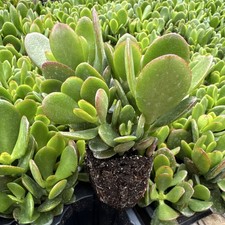 Jade Plant, crassula ovata minor Succulent 3 in plug  rooted plant.