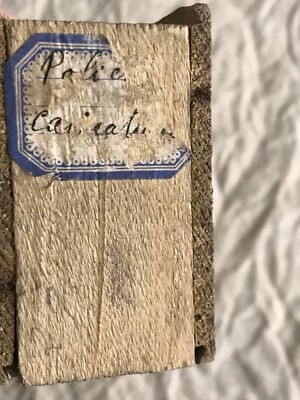 6 Plaques De Lanterne Magique XIXe, Illustrations Enfantines, 10 X 3 Cm, TBE, France