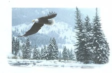 16 Embossed Boxed Christmas Cards Bald Eagle Free Flight Artist Daniel Smith