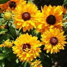 Black Eyed Susan GOLDILOCKS Rudbeckia DOUBLE BLOOMS Rare! Non-GMO 100 Seeds