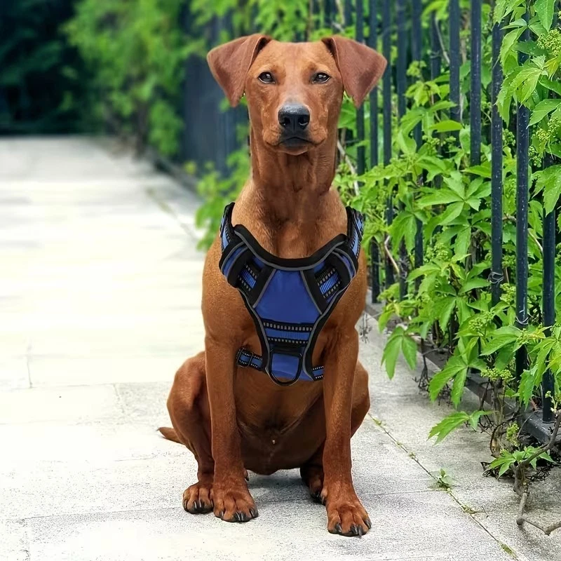 dog harness