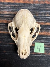 Real XL Raccoon Skull Unique Christmas Gift Craft Animal Mount Art Model Head