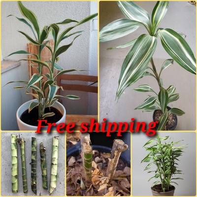 Lucky Bamboo Dracaena Sanderiana Fresh cuttings Easy Care Live Plant Indoor NEW