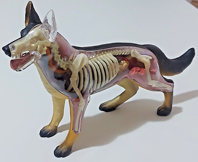 4D Vision, Deutscher Schäferhund, Anatomie Modell