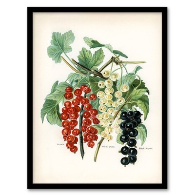 John Wright gerahmtes Wandbild schwarz Neapel Victoria weiße niederländische Johannisbeeren