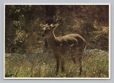 Postcard Assateague Island National Seashore Sika Deer Virginia