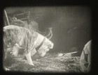 16mm Film: Little Rascals, Moan And Groan, 1929, B&W — photo 9