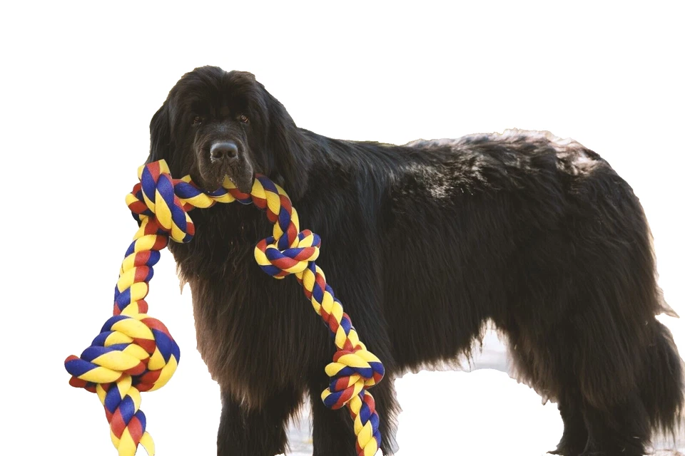 Big Knots XXXL brinquedo de corda inquebrável para cães para raças grandes - BLINCOO Elite 48" - Imagem 4 de 4