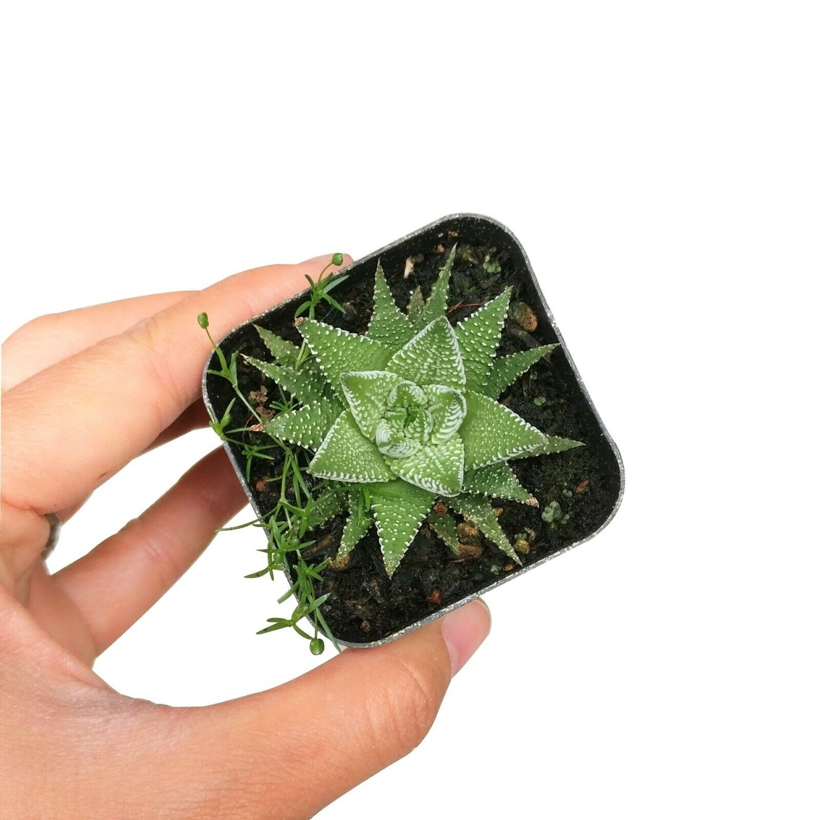 Haworthia Zebra Spiky Succulent Plant with Care Guide | Succulent Home - Picture 9 of 21