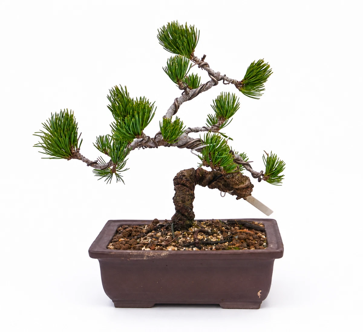 crassula gollum bonsai ES08 EXACT Crassula ET bonsai Succulent 13