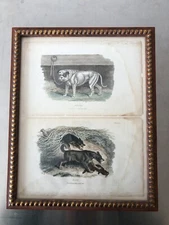 Engraving Hand Colored Darton & Harvey 1808 Framed Terrier and Bull Dog