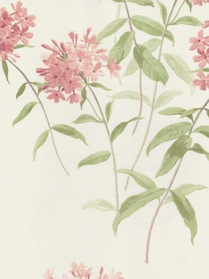 Wallpaper Cottage Floral Phlox Flowers, Pink, Green on Off White 56 Sq Ft Bolt